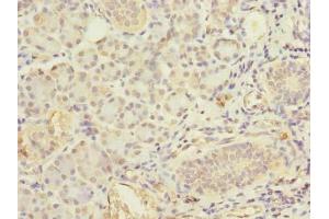 Immunohistochemistry of paraffin-embedded human pancreatic tissue using ABIN7152386 at dilution of 1:100 (FCHSD2 anticorps  (AA 1-290))