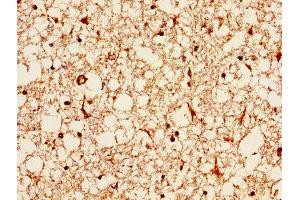 IHC image of ABIN7144427 diluted at 1:1000 and staining in paraffin-embedded human brain tissue performed on a Leica BondTM system. (APOE anticorps  (AA 21-110))