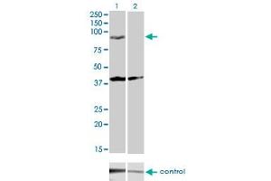 Western blot analysis of PCDHGA2 over-expressed 293 cell line, cotransfected with PCDHGA2 Validated Chimera RNAi (Lane 2) or non-transfected control (Lane 1). (PCDHGA2 anticorps  (AA 223-331))