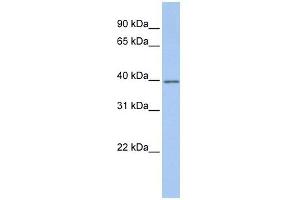 GNAI2 antibody used at 1 ug/ml to detect target protein.