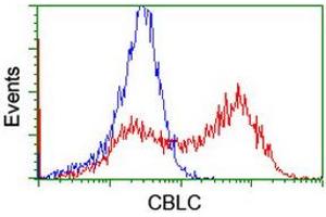 Image no. 2 for anti-Cbl proto-oncogene C (CBLC) (AA 244-474) antibody (ABIN1491263) (CBLC anticorps  (AA 244-474))