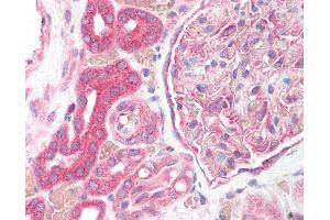 Anti-HIF1A antibody IHC of human kidney.