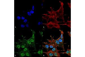 Immunocytochemistry/Immunofluorescence analysis using Rabbit Anti-PIK3R4 Polyclonal Antibody .