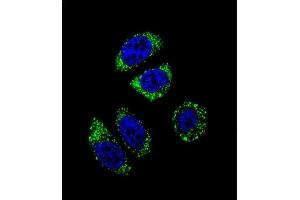 Confocal immunofluorescent analysis of EDN1 Antibody (C-term) (ABIN655912 and ABIN2845311) with A549 cell followed by Alexa Fluor 488-conjugated goat anti-rabbit lgG (green).