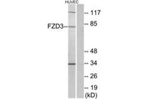 Western blot analysis of extracts from HuvEc cells, using FZD3 Antibody. (FZD3 anticorps  (AA 481-530))