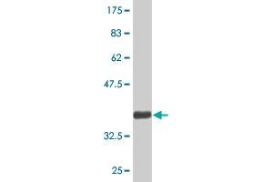 Western Blot detection against Immunogen (36.