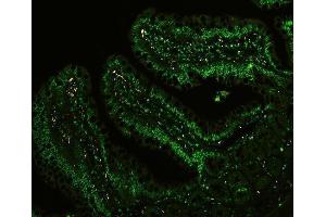 IF analysis of CTBP1 using anti-CTBP1 antibody (ABIN3043816) CTBP1 was detected in paraffin-embedded section of rat intestine tissues. (CTBP1 anticorps  (C-Term))