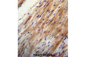 Immunohistochemistry (IHC) image for anti-Apolipoprotein O (APOO) antibody (ABIN2997276) (APOO anticorps)