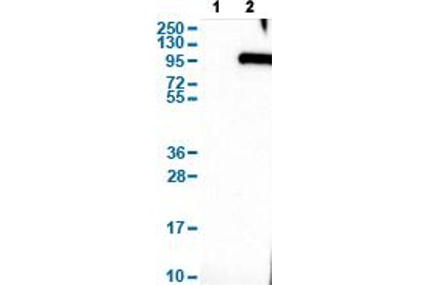 SYT16 anticorps  (AA 444-592)