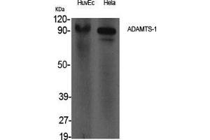 Western Blot (WB) analysis of specific cells using ADAMTS-1 Polyclonal Antibody.