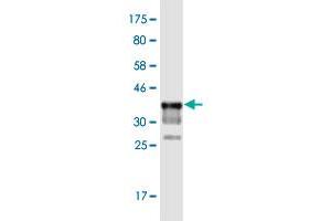 Western Blot detection against Immunogen (37.