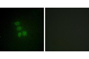 Peptide - +Western blot analysis of extracts from HeLa cells, using hnRNP G antibody. (RBMX anticorps  (N-Term))