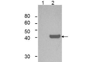 Western Blot of Mouse Anti-IDO1 Antibody. (IDO1 anticorps)