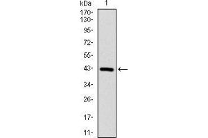 Western blot analysis using PPP1CB mAb against human PPP1CB (AA: 174-327) recombinant protein.