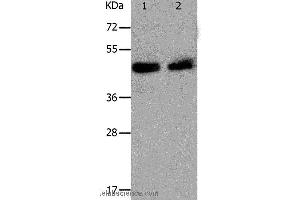 Western blot analysis of Hela and A549 cell, using PAWR Polyclonal Antibody at dilution of 1:1200 (PAWR anticorps)