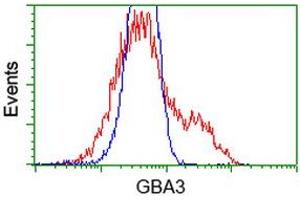 HEK293T cells transfected with either RC211035 overexpress plasmid (Red) or empty vector control plasmid (Blue) were immunostained by anti-GBA3 antibody (ABIN2454315), and then analyzed by flow cytometry. (GBA3 anticorps  (AA 1-150, AA 370-469))