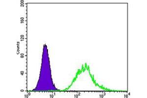 Flow cytometric analysis of K562 cells using MATK mouse mAb (green) and negative control (purple).