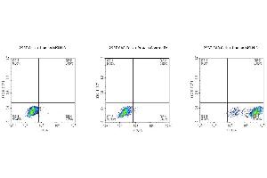 Use Biotinylated Human MSLN-hFc-Avi protein to detect the expression rate of Anti-MSLN-CAR positive cell.