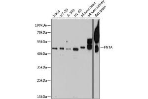 Western blot analysis of extracts of various cell lines, using FNTA antibody (ABIN6132265, ABIN6140735, ABIN6140736 and ABIN6224798) at 1:1000 dilution. (FNTA anticorps  (AA 280-379))