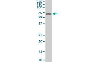 ACF MaxPab polyclonal antibody. (A1CF anticorps  (AA 1-594))
