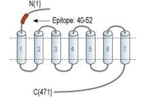 Representative domain view of the target of ABIN7884710.
