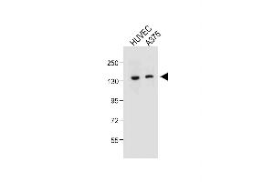 All lanes : Anti-TECPR1 Antibody (C-term) at 1:500 dilution Lane 1: HUVEC whole cell lysate Lane 2:  whole cell lysate Lysates/proteins at 20 μg per lane. (TECPR1 anticorps  (C-Term))