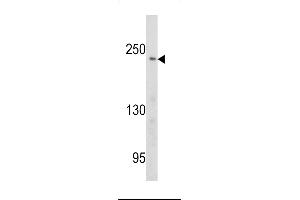 Western blot analysis of PCM-1 antibody in Ramos cell line lysates (35ug/lane) (PCM1 anticorps  (AA 632-661))