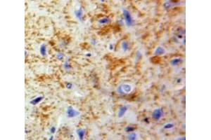 Used in DAB staining on fromalin fixed paraffin-embedded Brain tissue