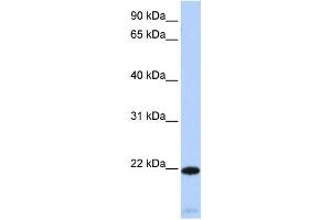 Western Blotting (WB) image for anti-Regulator of G-Protein Signaling 5 (RGS5) antibody (ABIN2460104) (RGS5 anticorps)