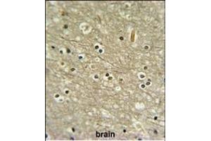 WDR82 Antibody (N-term) (ABIN651007 and ABIN2840036) IHC analysis in formalin fixed and paraffin embedded human brain tissue followed by peroxidase conjugation of the secondary antibody and DAB staining.