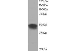 Western Blotting (WB) image for anti-Flotillin 1 (FLOT1) (C-Term) antibody (ABIN2465210) (Flotillin 1 anticorps  (C-Term))