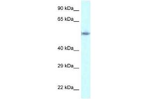 Western Blot showing GORASP2 antibody used at a concentration of 1 ug/ml against HepG2 Cell Lysate (GORASP2 anticorps  (C-Term))