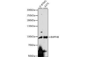 Western blot analysis of extracts of various cell lines, using INPP4B antibody (ABIN7267881) at 1:1000 dilution.