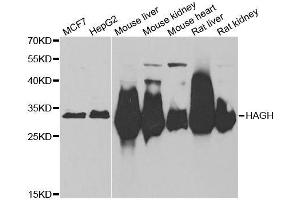 Western blot analysis of extracts of various cell lines, using HAGH antibody. (HAGH anticorps  (AA 1-260))