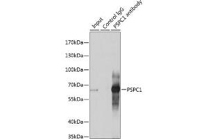 Immunoprecipitation analysis of 200 μg extracts of A-549 cells using 3 μg PSPC1 antibody (ABIN6132925, ABIN6146363, ABIN6146364 and ABIN6224928).