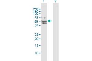 Western Blot analysis of TUFM expression in transfected 293T cell line by TUFM MaxPab polyclonal antibody. (TUFM anticorps  (AA 1-455))