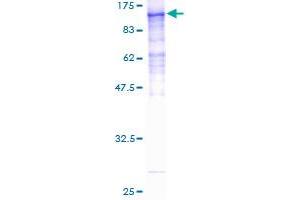 Image no. 1 for Host Cell Factor C2 (HCFC2) (AA 1-792) protein (GST tag) (ABIN1306418)