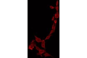 ABIN6274437 staining Hela by IF/ICC. (PPP1R14C anticorps  (Internal Region))
