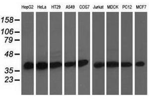 Image no. 1 for anti-DnaJ (Hsp40) Homolog, Subfamily A, Member 2 (DNAJA2) antibody (ABIN1497861) (DNAJA2 anticorps)