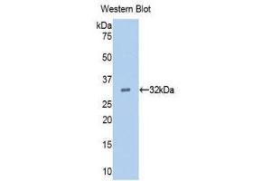 Western Blotting (WB) image for anti-Epidermal Growth Factor (EGF) (AA 45-275) antibody (ABIN1173137) (EGF anticorps  (AA 45-275))