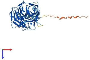 AlphaFold protein structure predicition of Mouse Recombinant Klhdc2 Protein, UniprotID Q4G5Y1