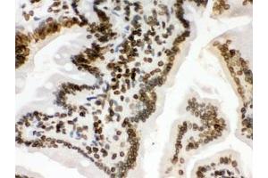 IHC testing of FFPE mouse intestine with LMNB1 antibody. (Lamin B1 anticorps  (AA 266-583))