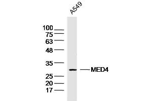 A549 lysates probed with MED4 Polyclonal Antibody, Unconjugated  at 1:300 dilution and 4˚C overnight incubation. (MED4 anticorps  (AA 101-200))