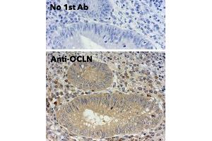 Immunohistochemistry (IHC) image for anti-Occludin (OCLN) (C-Term) antibody (ABIN7273069) (Occludin anticorps  (C-Term))