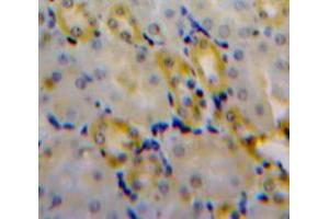 IHC-P analysis of Kidney tissue, with DAB staining. (CLIC4 anticorps  (AA 104-253))
