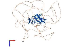 AlphaFold protein structure predicition of Mouse Recombinant Cdkl5 Protein, UniprotID Q3UTQ8