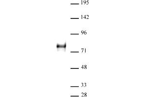 YAP1 antibody (pAb) tested by Western blot. (YAP1 anticorps  (C-Term))
