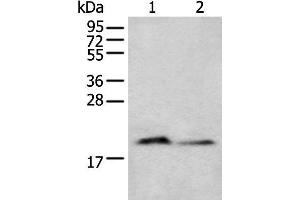 Western blot analysis of Mouse brain tissue and Raji cell lysates using KRTAP11-1 Polyclonal Antibody at dilution of 1:400 (KRTAP11-1 anticorps)