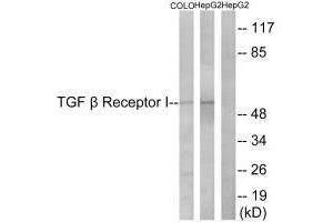 Western blot analysis of extracts from COLO cells and HepG2 cells, using TGF β Receptor I (Ab-165) antibody. (TGFBR1 anticorps  (Ser165))