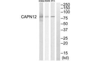 Western Blotting (WB) image for anti-Calpain 12 (CAPN12) (Internal Region) antibody (ABIN1850966) (CAPN12 anticorps  (Internal Region))
